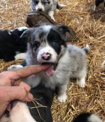 Lovely Border Collie Puppies for Sale