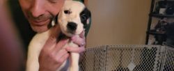 11 week old border collie boxer mixed puppies need a good home