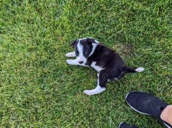 Ranch raised bord er collie puppies for sale