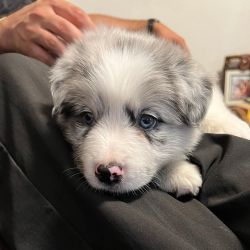 Cute Border Collie Puppies for sale.