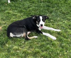 Border collies females 7 months old