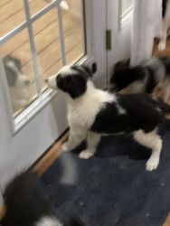 Pure Border collie puppies