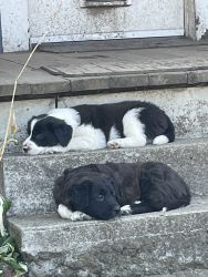 Border collie/springer spaniel puppies