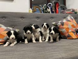 Beautiful Border Collie Puppies ***updated photos***