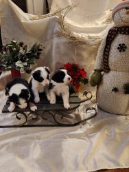Border Collie puppies ready now
