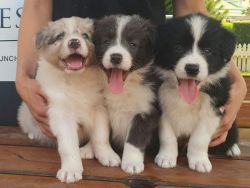Vet Checked Border Collie Puppies