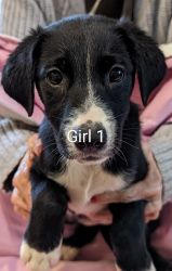 Border collie pups need forever home.