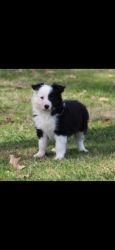 Fully registered border collie pup