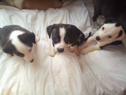 9 week old border collie mix puppies