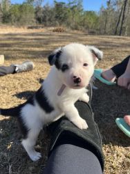 Border collies for sale
