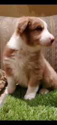 Beautiful border collie lilac female puppy