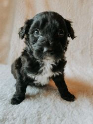 Border Collie/Portuguese Water Dog Puppies