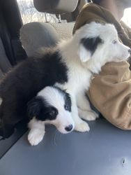 Border Collie puppies for sale!