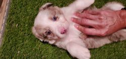Beautiful Border collie red merle (exotic color)