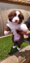 beautiful border collie red