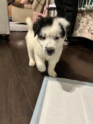Border Collie mix puppies: 6 for sale!