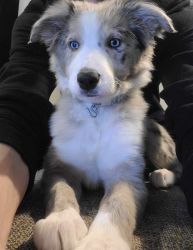 Border collie for sale