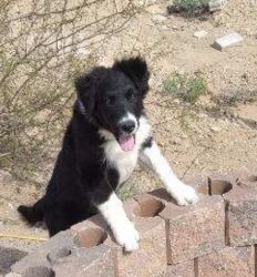 Border Collies puppies for sale