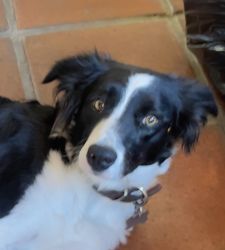 Border collie, puppies for sale