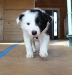 Border Collie for sale