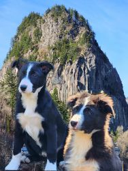 Border collie pups in columbis gorge