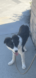 8 month smart border collie waiting for a loving family