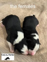 Border collie puppies from lazy p farms