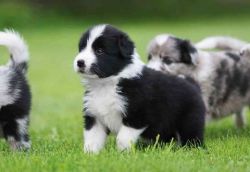 BORDER COLLIE PUPPY AVAILABLE