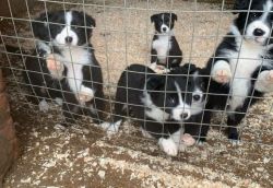 BORDER COLLIE PUPPIES FOR SALE.