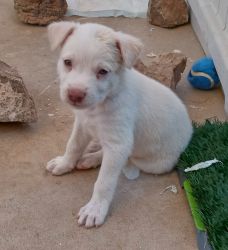 Male puppy needs good home (of 9)