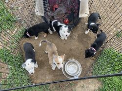 Very cute puppies for sale