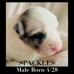 Male puppy white with blue merle markings Spackles