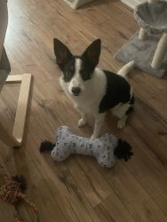 A Friendly Border Collie puppy looking for a Forever home