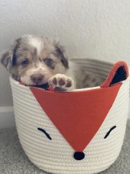 Border Collie red merle Puppies