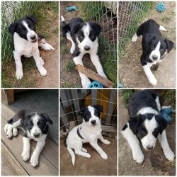Looking for a furever home