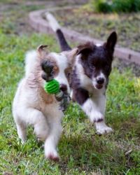 Beautiful Border Collie puppies Ready Now.