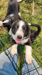 B& W Border Collie puppies ready to go