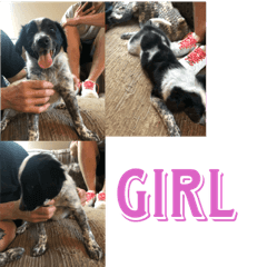 Puppies 3 girls 3 boys