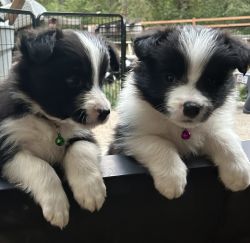 AKC Border Collie Puppies