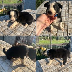 Border Collie x English Shepherd puppies available