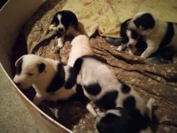 Free puppies to give away