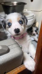 Blue Merle Border collie pups