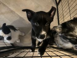 Border Collie/Aussie/Husky mix puppies for sale