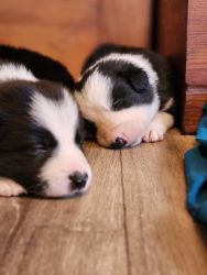 Border Collies Puppies. Double Registered.