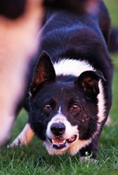 Border Collie: Registered-1year old