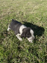 Free border collie mix puppies free to GOOD home