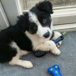 Black & White Border Collies Puppies For Sale