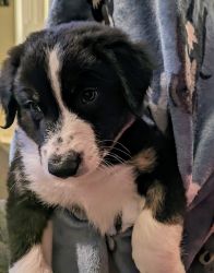 Border Collie puppies- 8 weeks old with certifications