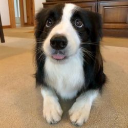 Cute Border Collie puppies for adoption