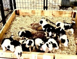 4week old Border Collie puppies for sale
